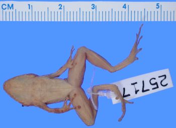Media type: image; Herpetology A-25717